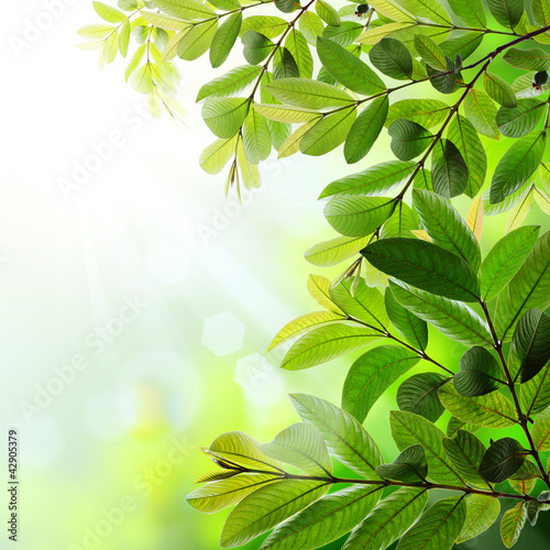 Green leaves