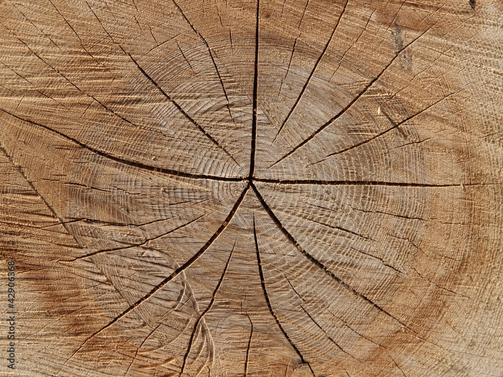 Fototapeta premium Holz