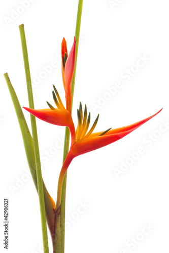 Tropical flower Bird of Paradise, isolated on white background
