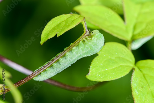 Foto eurhadinoceraea ventralis caterpillar feeding