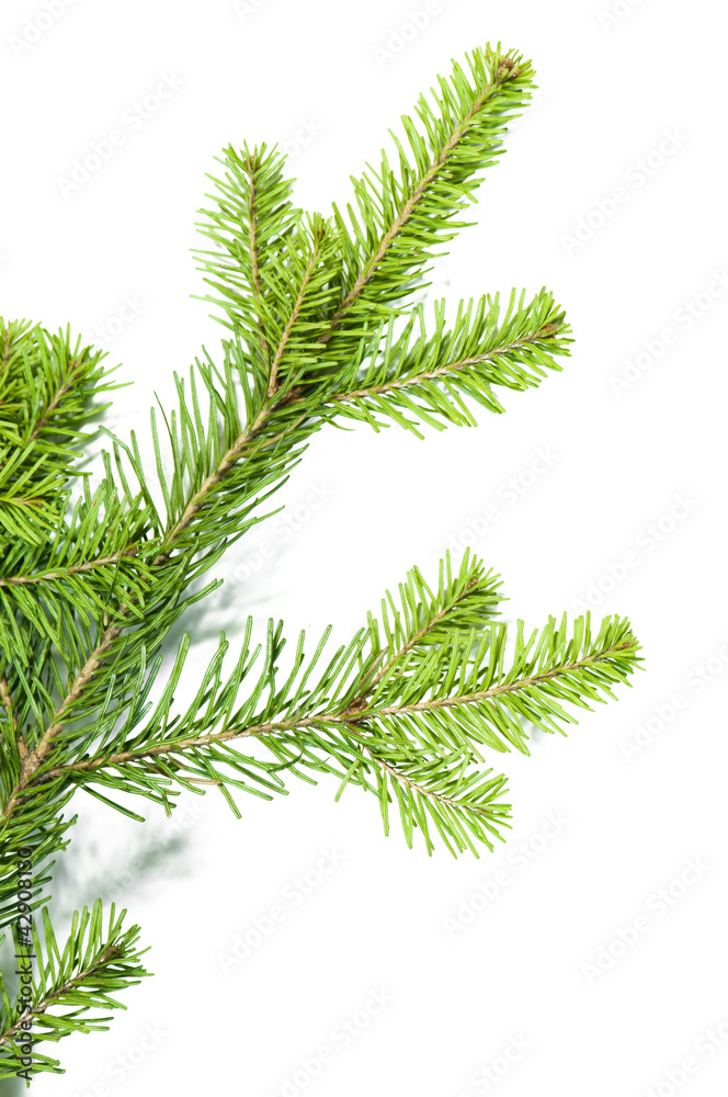 Close up view of the Christmas tree Close up view of the Christmas tree