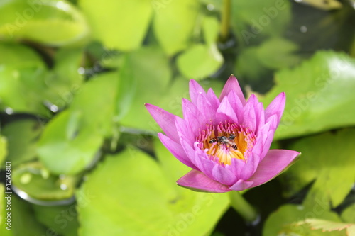 Lotus flower with bees