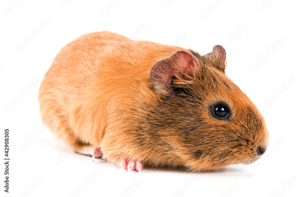guinea pig guinea pig