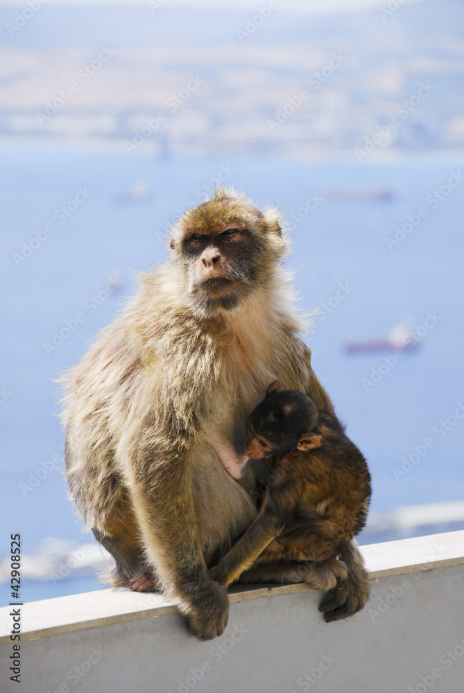 Mother Ape With Baby Breastfeeding On Wall At Gibraltar Mother Ape With Baby Breastfeeding On Wall At Gibraltar