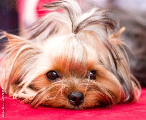 Puppy yorkshire terrier on the red background
