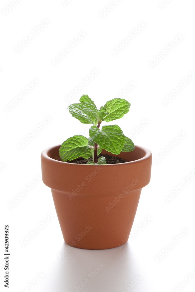 小さな植木鉢の小さな新芽 小さな植木鉢の小さな新芽