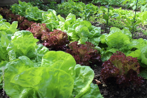 Plantes de salade vertes  dans le jardin. Laitue et batavia dans le potager bio. photo