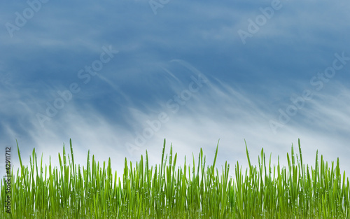 green grass with water drops on meadow on blue sky