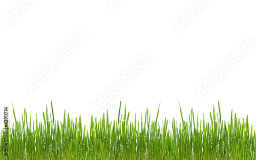 Green grass isolated with dew water drops