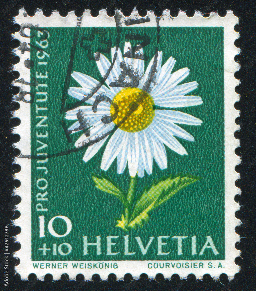 flower camomile flower camomile