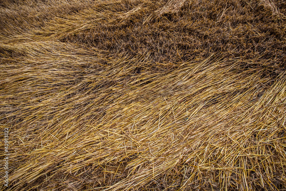 Fototapeta premium Wheat Abstract