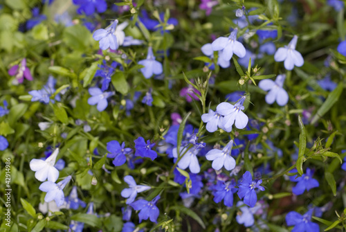 Little Blue and White Flowers, Background