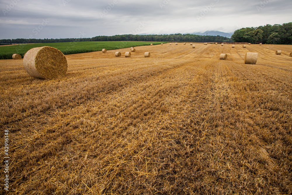 Fototapeta premium Wheat Bale