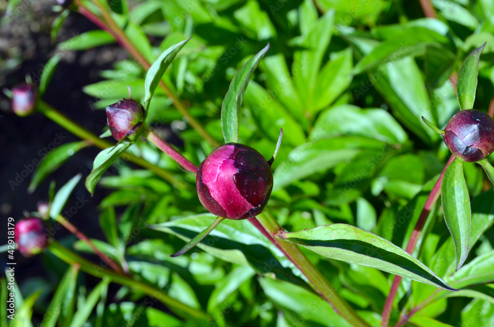 Peony flower red buds. Beauty prepared for unfold Peony flower red buds. Beauty prepared for unfold