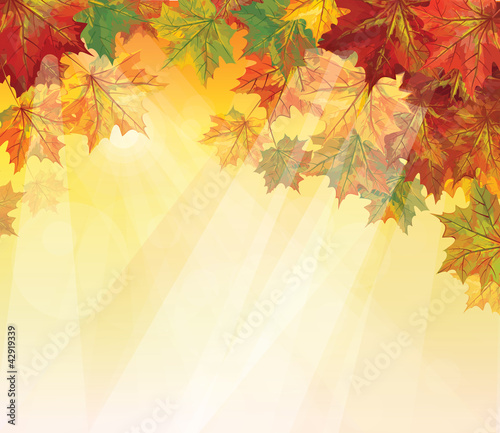 Vector of autumnal leaves on yellow background.