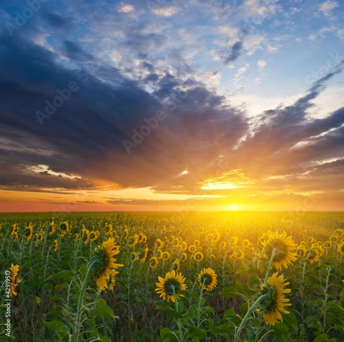 sunflower field at the sunset