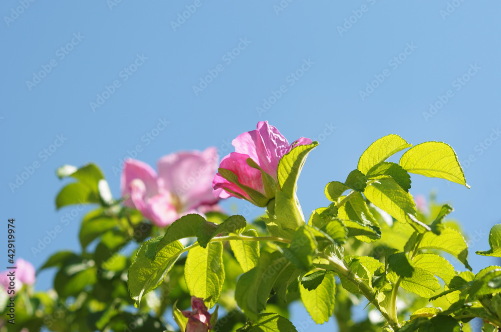 Pink roses on blue sky