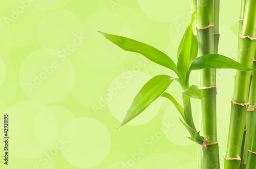Fototapeta Naklejka Na Ścianę i Meble -  bamboo  background