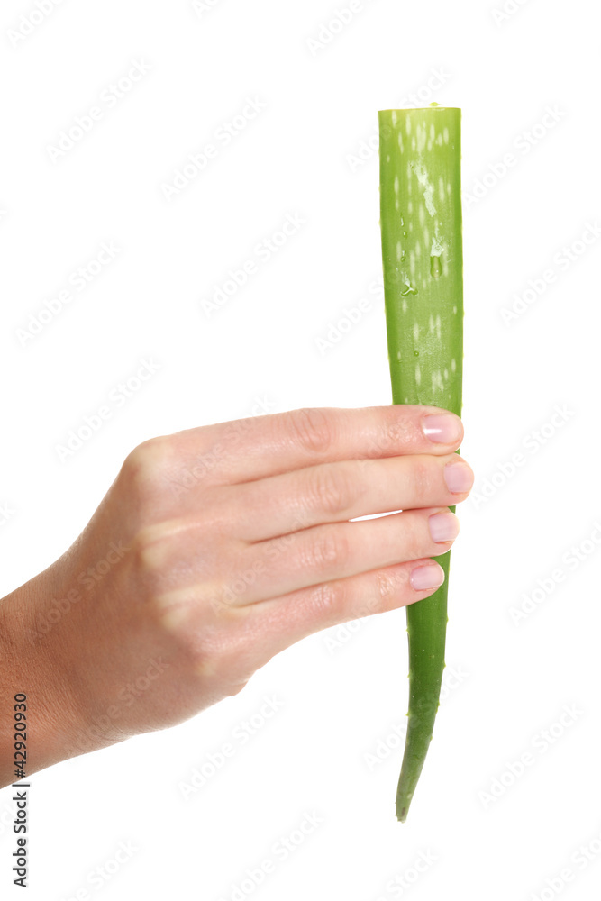 Isolated on the white background. Isolated on the white background.