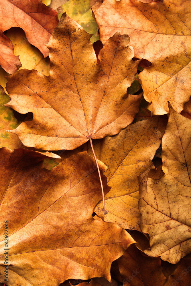 autumn maple leaf on leaves background autumn maple leaf on leaves background