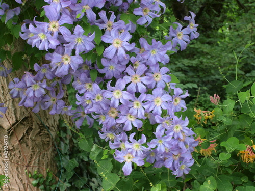 Clematis 