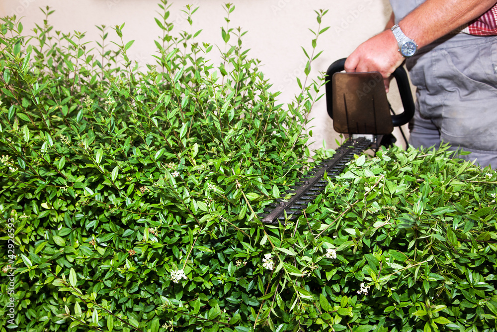 Obraz premium hedge cutting