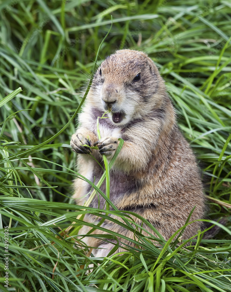 Fat Groundhog Fat Groundhog