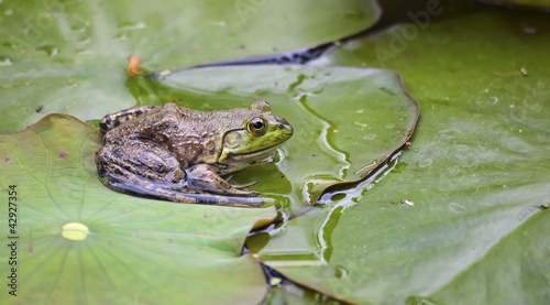 Fotografia Frog on a lilypad