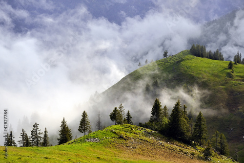 Frühnebel