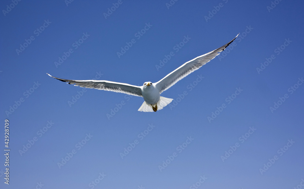 Flying seagull Flying seagull