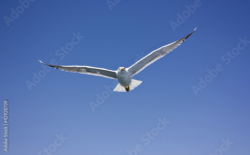 Flying seagull