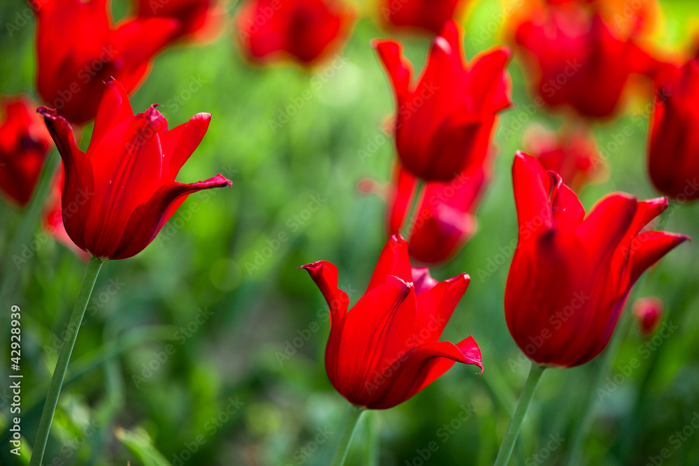 Obraz premium red tulips in the field (shallow DOF)