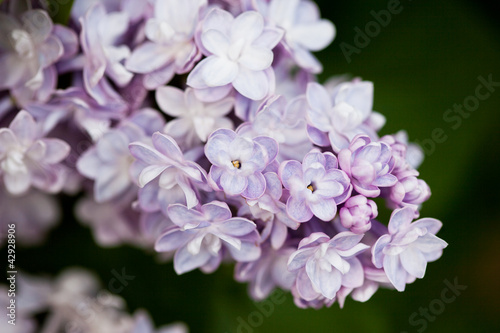 bunch of pink lilac flower (shallow DOF) © VIKTORIIA KULISH