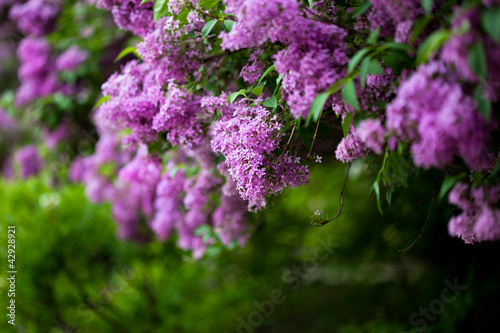bunch of violet lilac flower (shallow DOF)