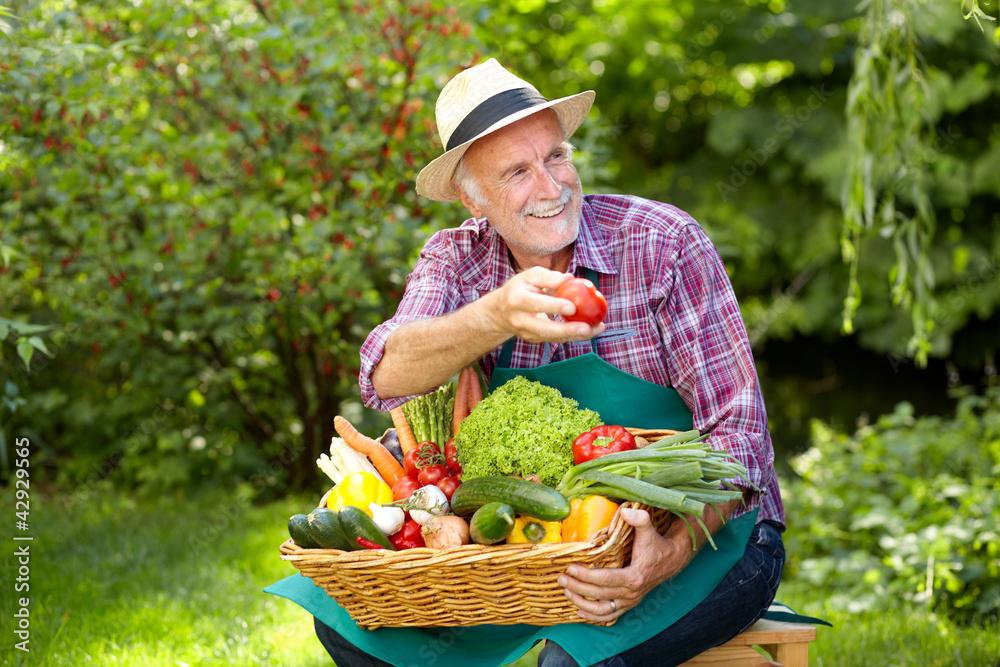 Fototapeta premium Senior gardener is presenting a basket full of vegetables