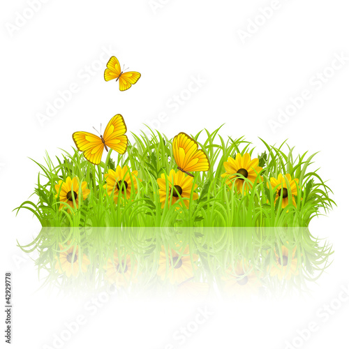 Green meadow