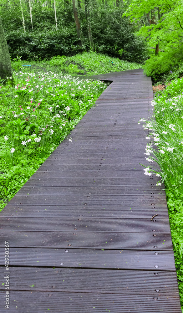 Wood path over  through  forest