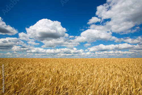 Field of wheat