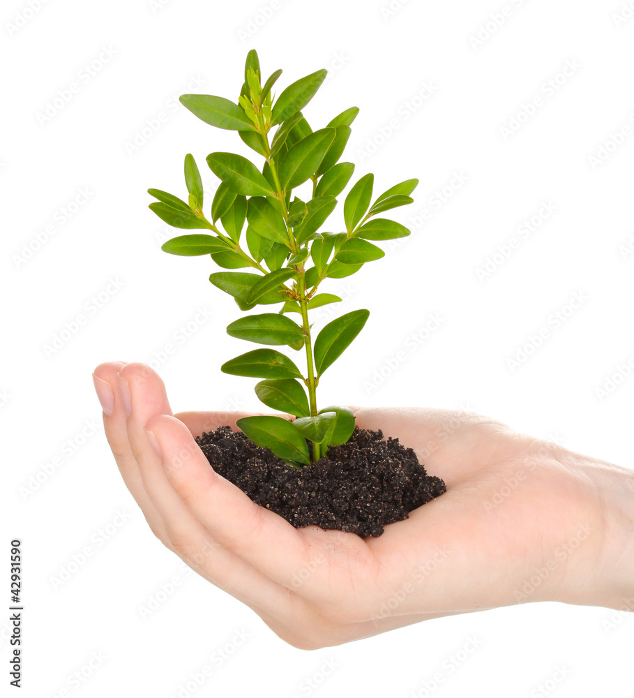 Young plant in hand isolated on white Young plant in hand isolated on white