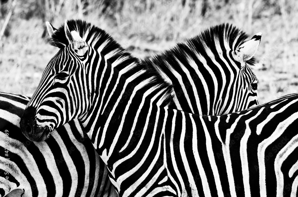 Zebras in Kruger National Park, South Africa - obrazy, fototapety, plakaty 