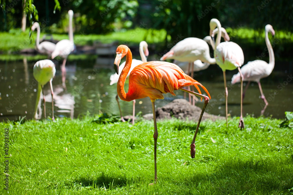 Naklejka premium flamingo in zoo