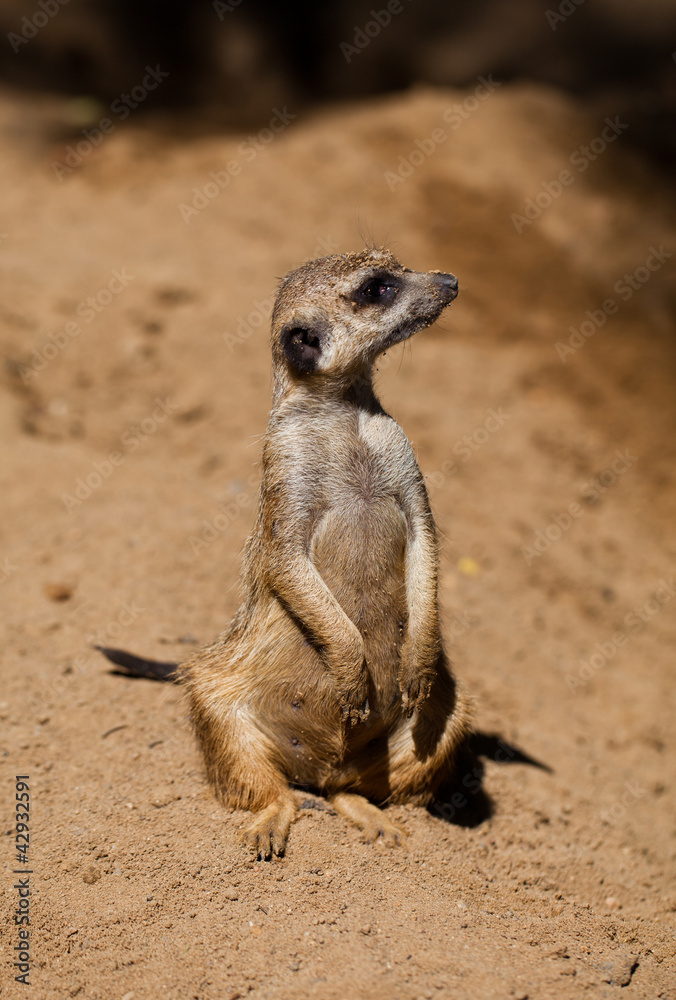 Fototapeta premium suricata in zoo