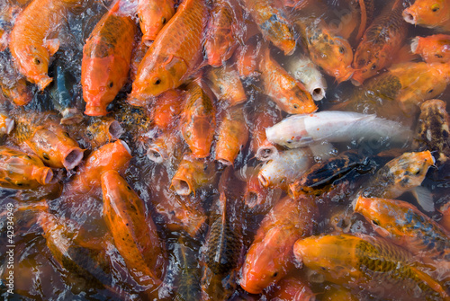 crowded Koi carps in a pond