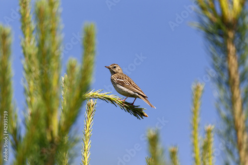 Tree Pipit