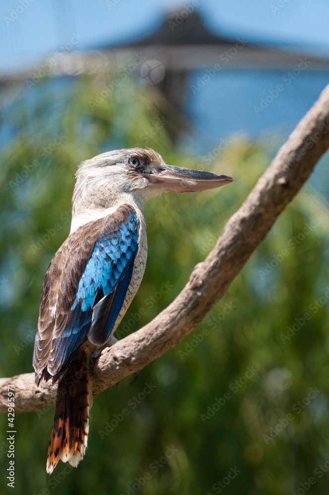Fototapeta premium Blue-winged kookaburra (Dacelo leachii)