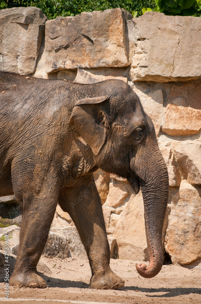 Naklejka premium elephant stand