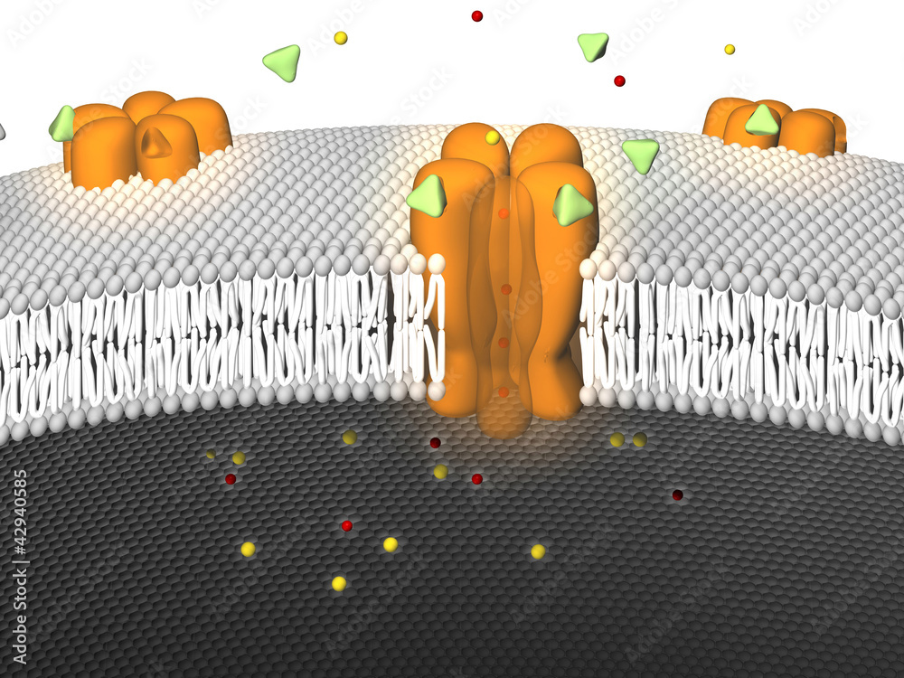 Potassium Ion Channel active StockIllustration Adobe Stock