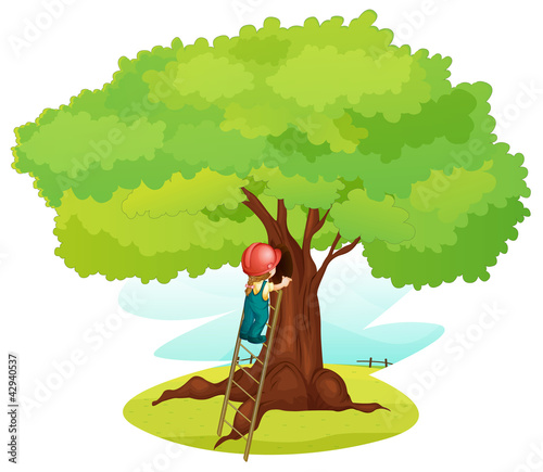 a boy and ladder under tree