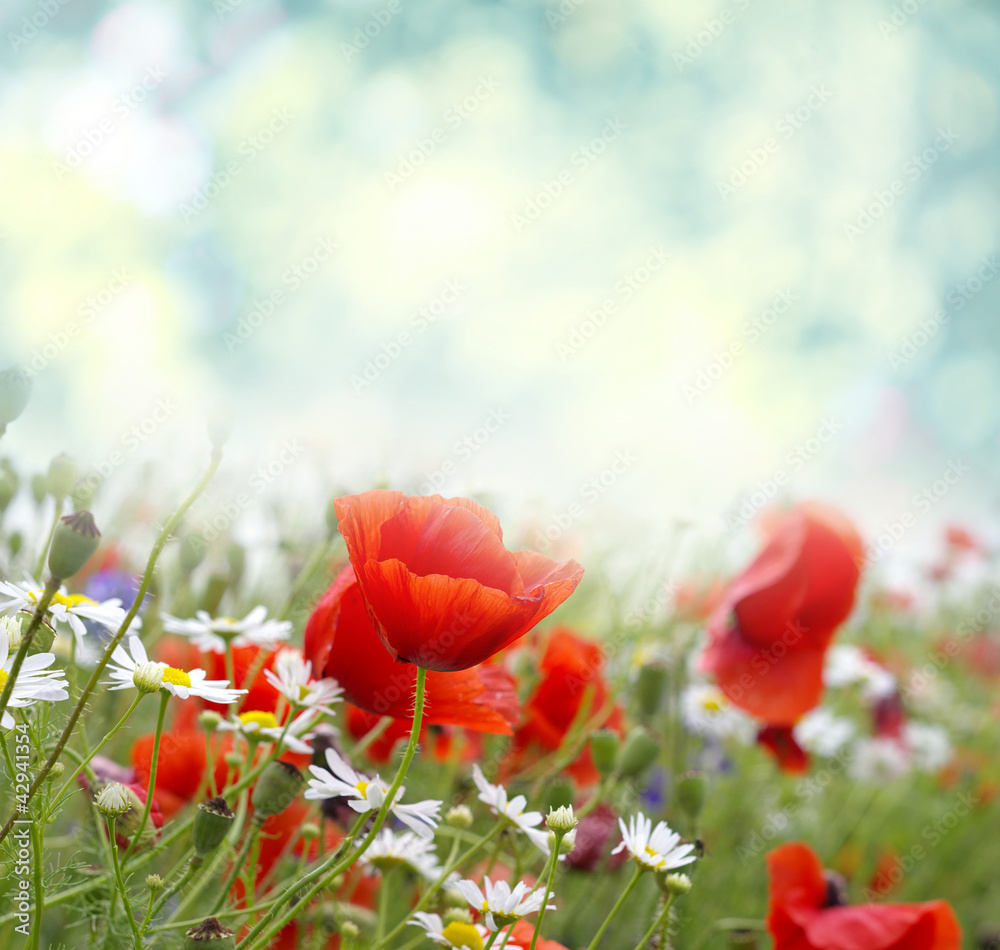 Naklejka premium Poppy flowers