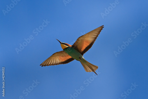 european bee-eater (Merops Apiaster)